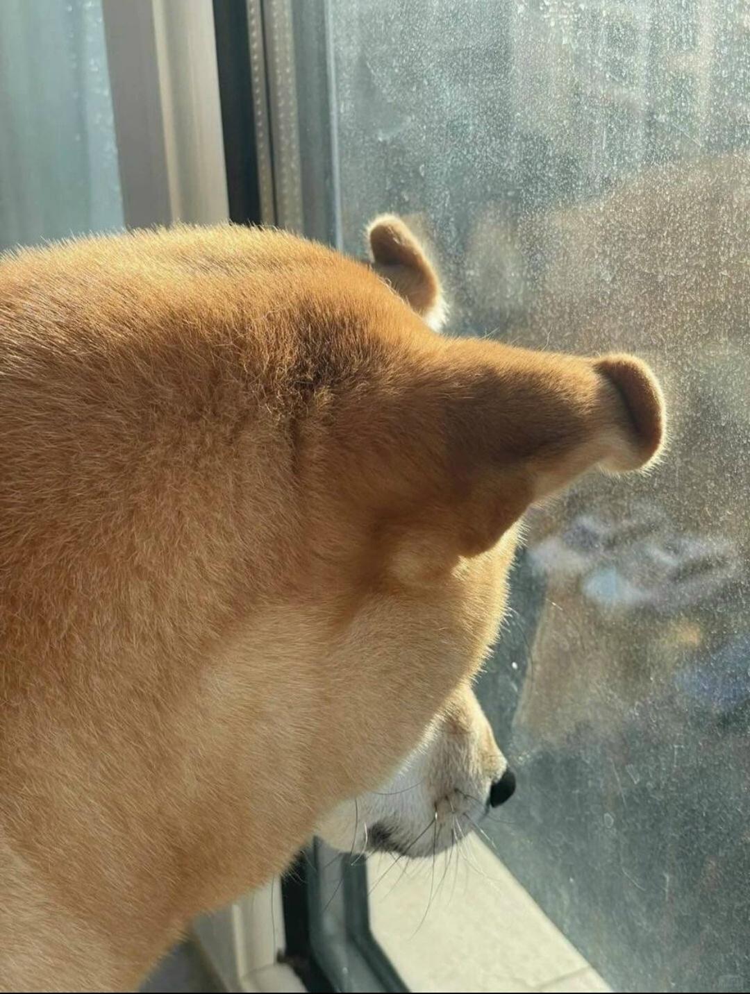 Извините, но вы срочно должны увидеть эти ушки &#128525;