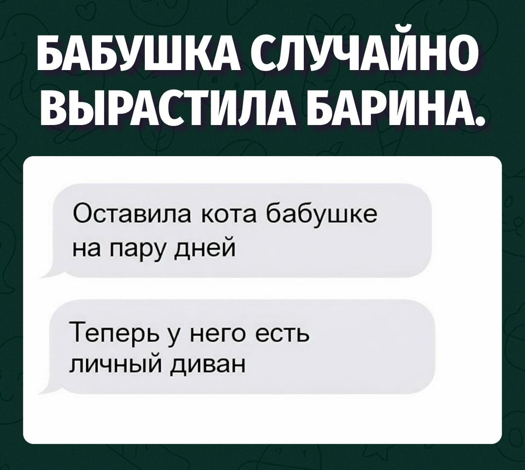 Не кот, а уважаемый жилец с личной мебелью
