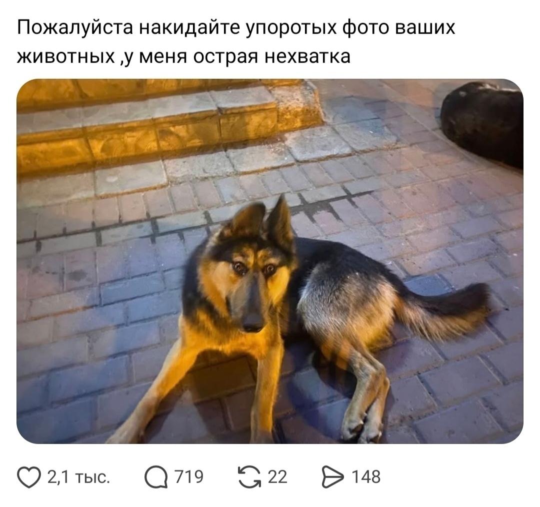 Девушка попросила поделиться фотками "упоротых" питомцев.