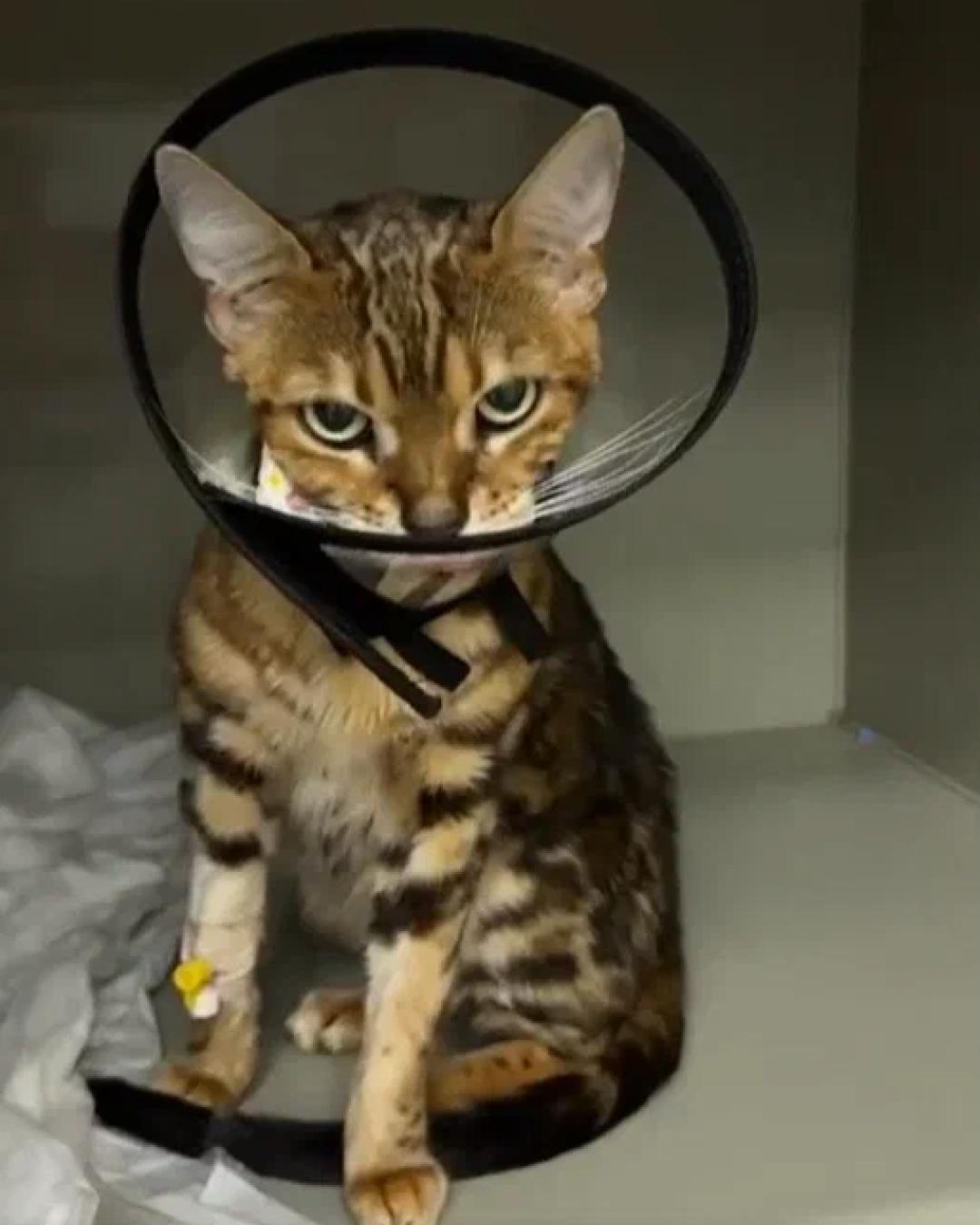 Каждый кусочек пищи превращался для неё в невыносимую боль. Заметив неладное, ей тут же сделали рентген, но от увиденного ужаснулись даже врачи.