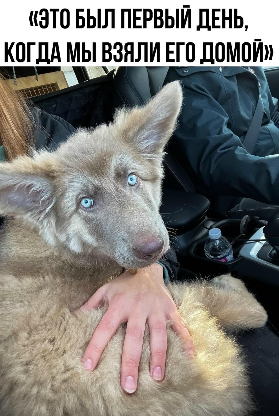 Ушастик дома