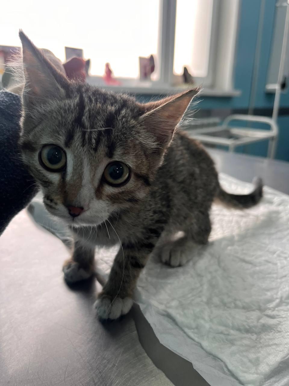 Его не замечали две недели. Месячный котёнок еле выжил в холодном подъезде, помогите спасти Венечку!