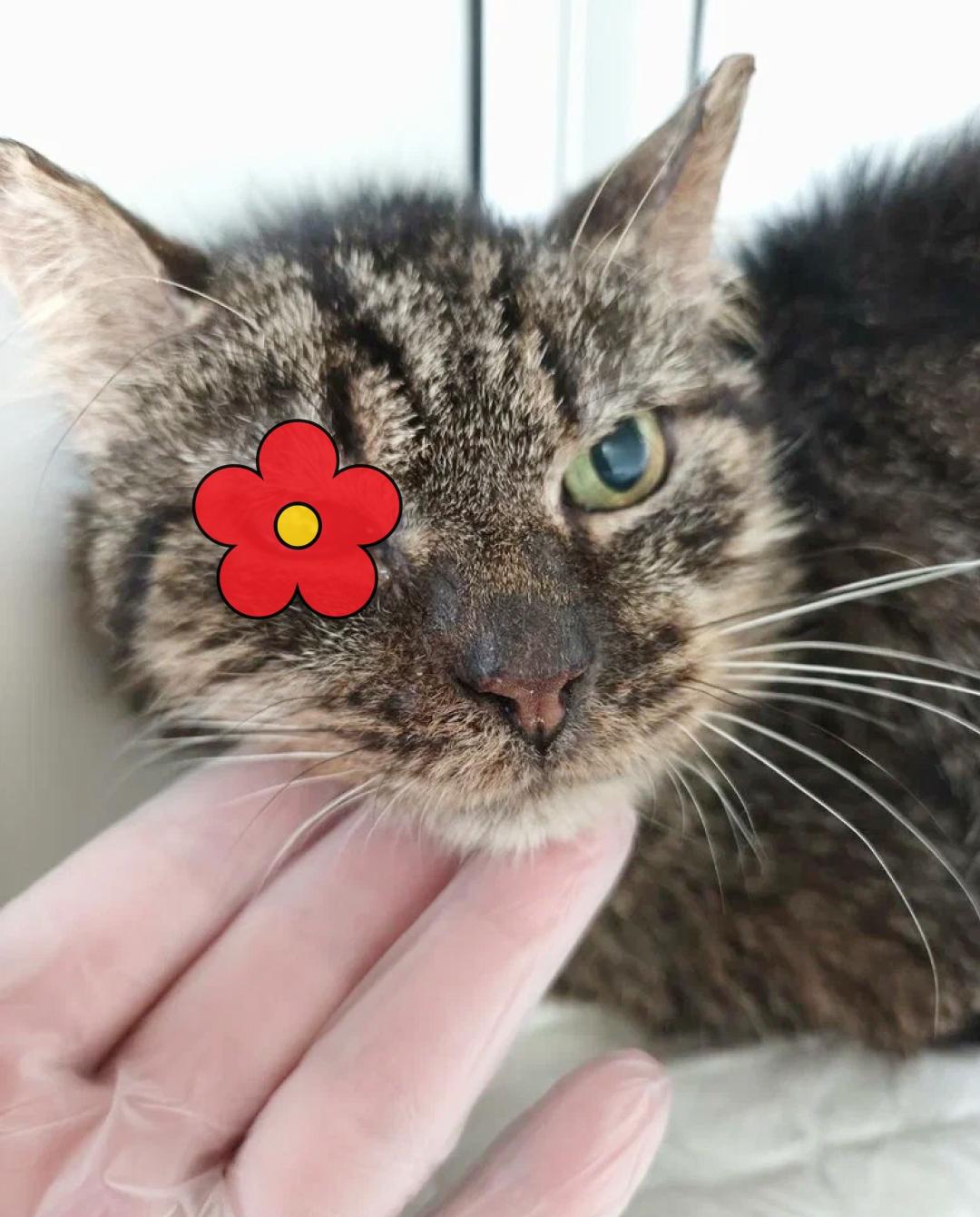 Инфекция уничтожает глаз, Васю могут не спасти...