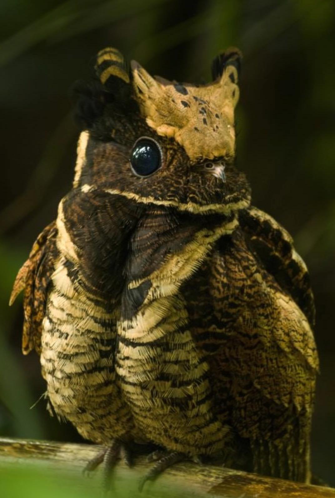 Знакомьтесь, это «птица-дракон» — большой ушастый козодой.