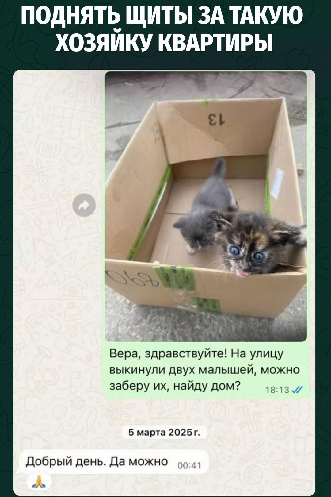 Девушка регулярно пишет владелице жилья, что нашла на улице котят, кошку или щенков и просит забрать их домой хотя бы на время.