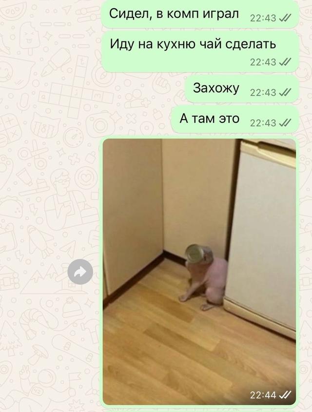 Типичный голодный кот