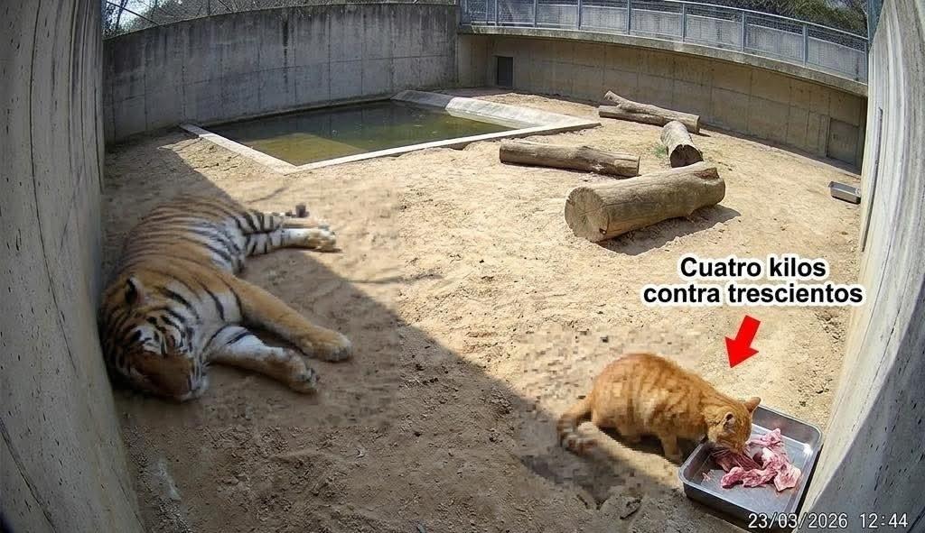 Рыжий кот уже четыре месяца ворует еду у бенгальского тигра в мексиканском зоопарке и всегда побеждает