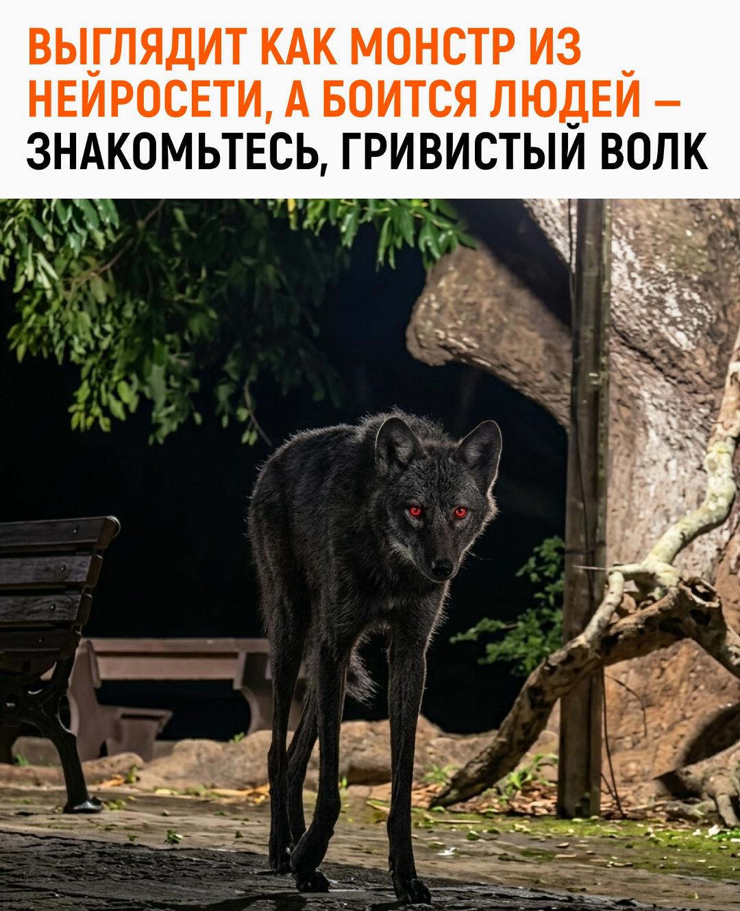Это странное длинноногое существо легко принять за неудачную генерацию ИИ, но перед нами вполне реальный зверь — гривистый волк.