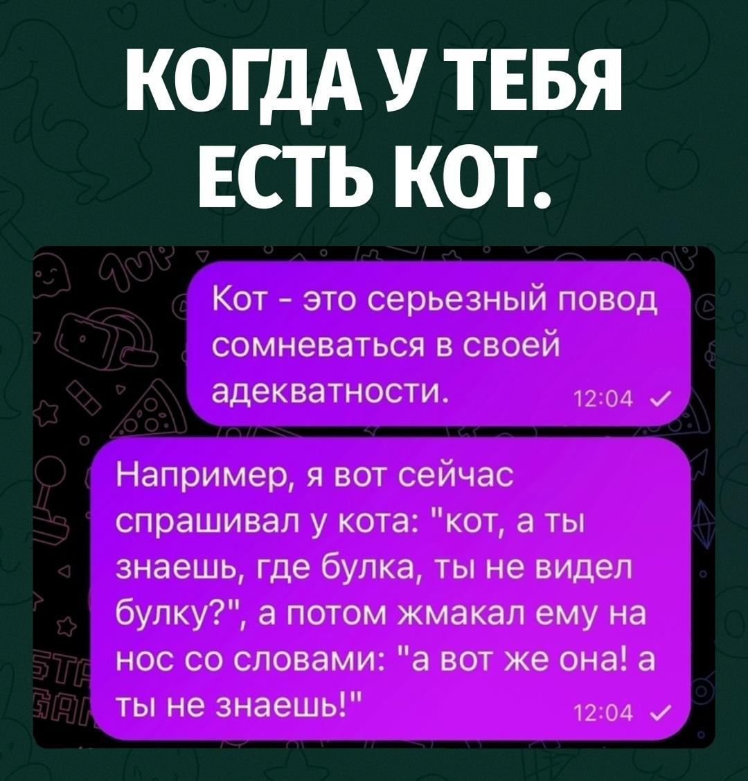 Кот в этот момент, скорее всего, просто пересматривал свои жизненные решения и думал, за что ему достался именно этот человек.