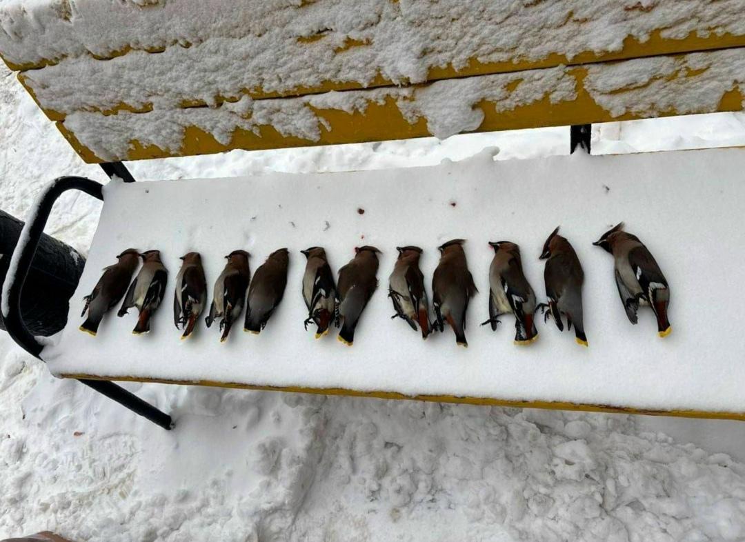 Компанию пьяных свиристелей обнаружили на скамейке у одного из жилых комплексов в Москве — очевидцы заметили, что птицы словно «отрубились» после того, как наелись забродивших ягод.