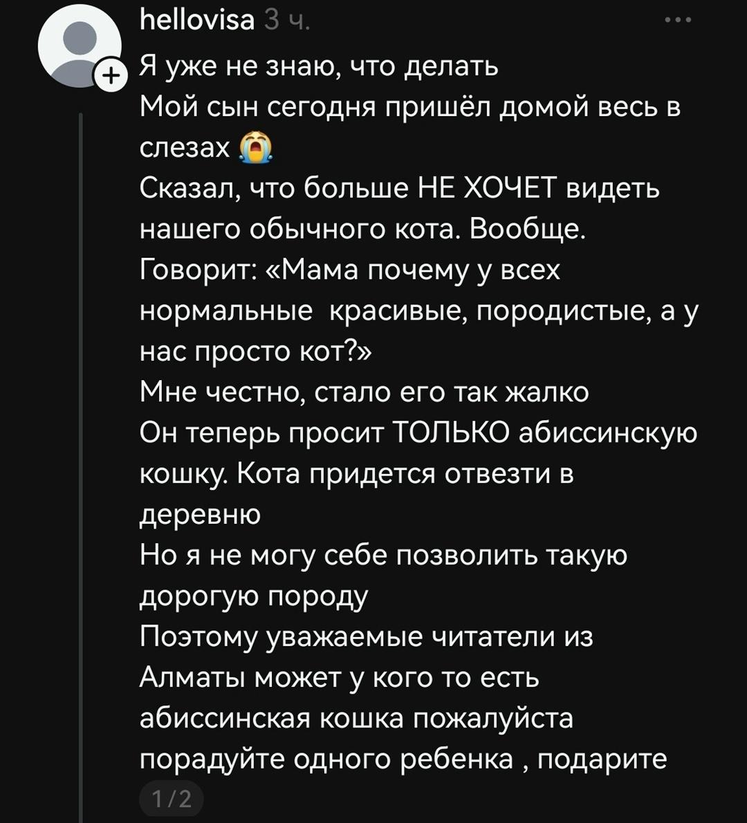 В сети обсуждают историю матери, чей сын внезапно отказался от своего обычного домашнего кота, заявив, что хочет только дорогую породистую абиссинскую кошку. Женщина даже задумалась о том, чтобы отдать питомца, и попросила помощи у пользователей.