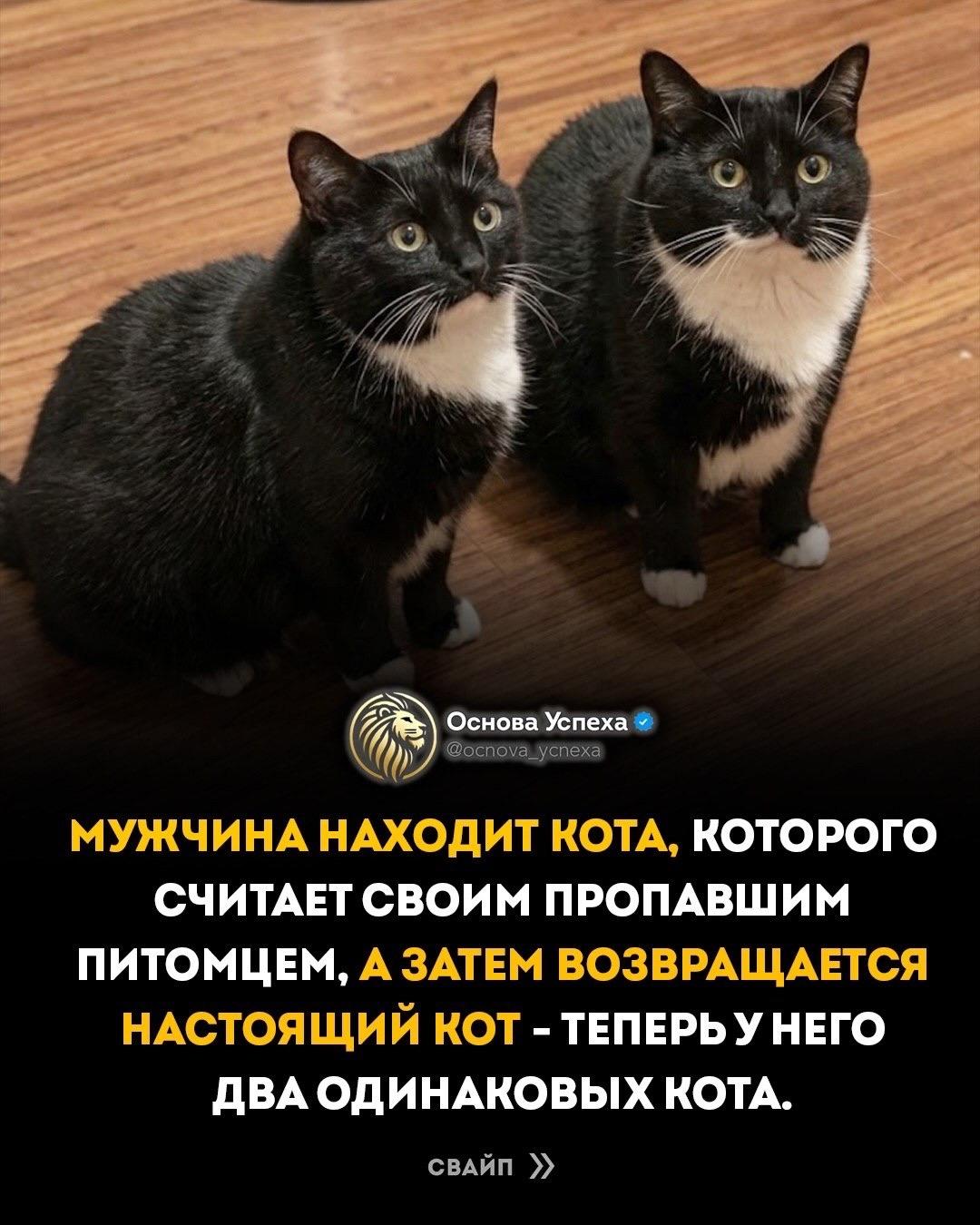 Кот пришёл в чужой дом. Дал себя