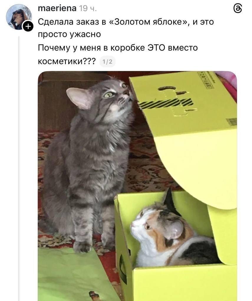 «Почему у меня в коробке вместо косметики кот?!» — с такого возмущённого поста всё и началось. Но вместо сочувствия в комментарии пришли десятки людей с фотографиями своих питомцев, которые точно так же оккупировали ярко-зелёные коробки.