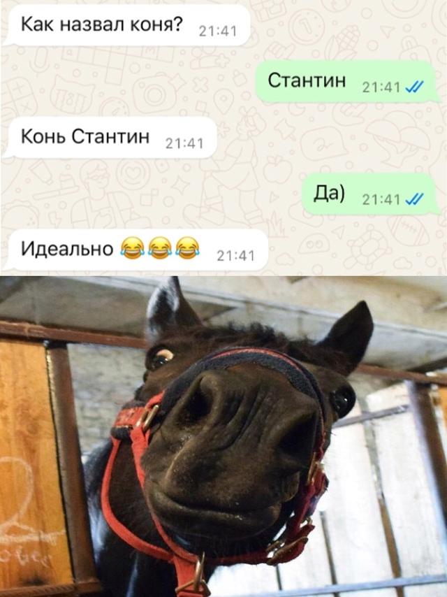 А как бы вы назвали своего коня