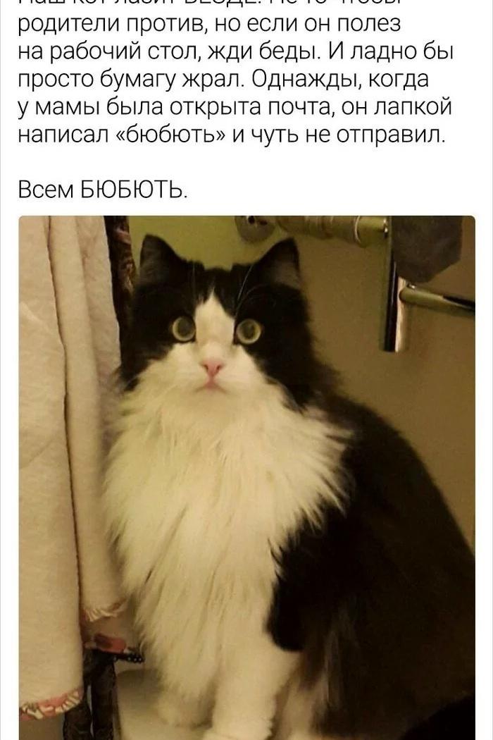 Пушистый диверсант