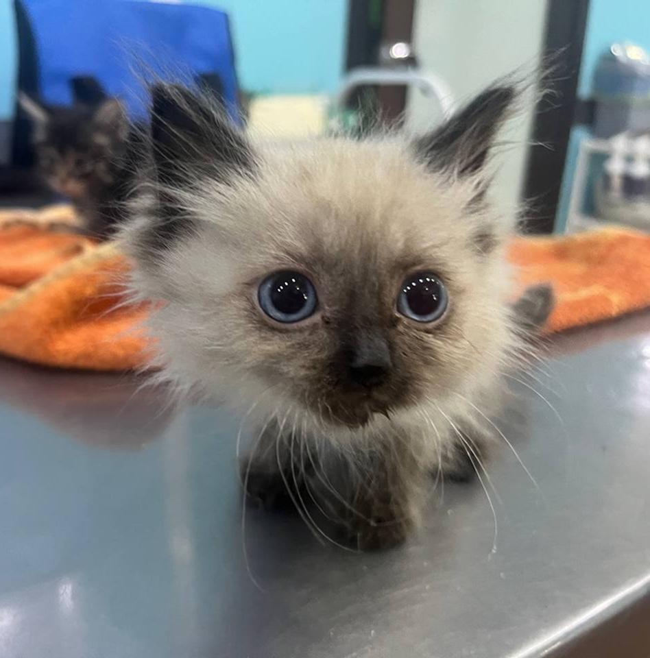 Боня остался один. Белый, крошечный котенок, с голубыми глазами, в которых ещё живёт доверие. Его сестрёнка Лилу не справилась. И теперь всё, что осталось — крошечный Боня, пытающийся удержаться в этом мире из последних сил.