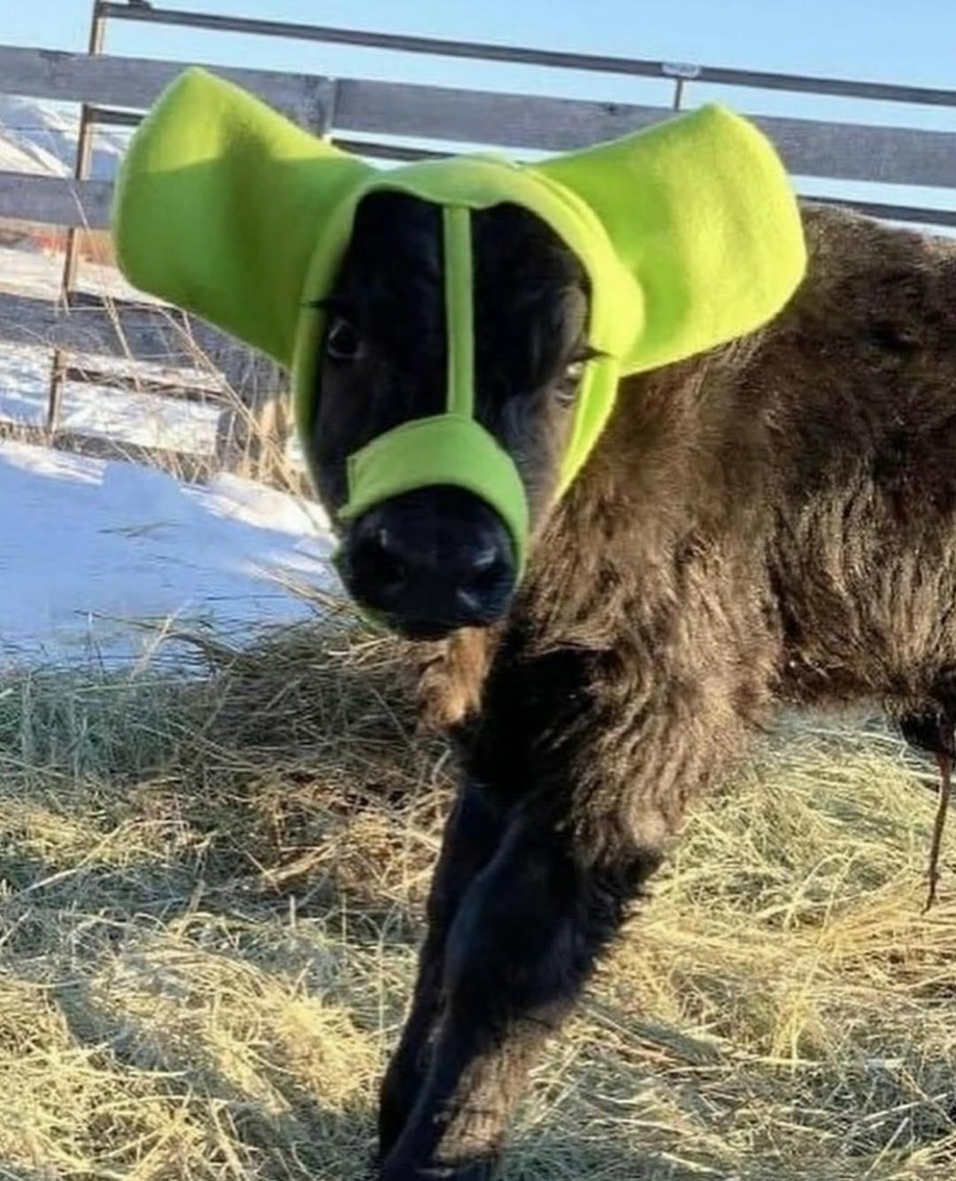 Когда на улице очень холодно, некоторые фермеры надевают малышам‑телятам специальные тёплые «шапочки» для ушей.