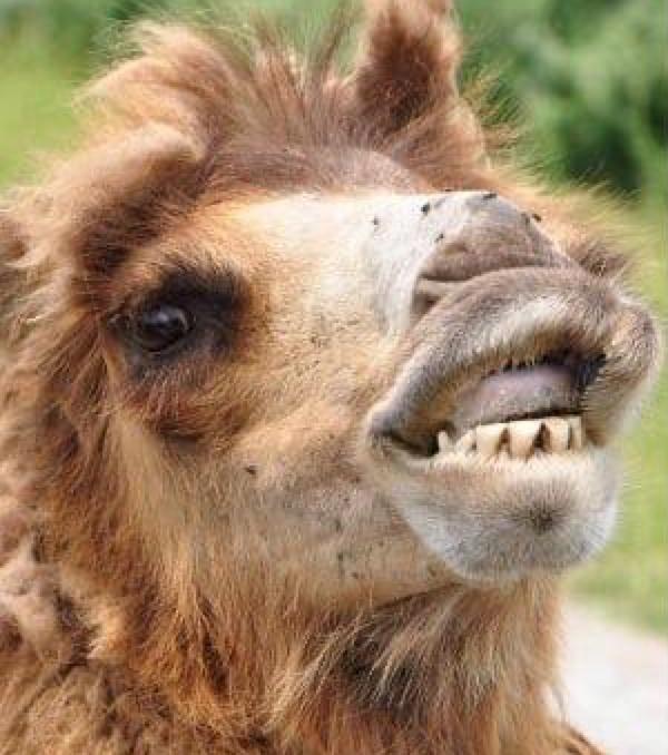 20 верблюдиц дисквалифицировали с конкурса красоты после того, как выяснилось, что они использовали ботокс, филлеры и другие косметические процедуры.