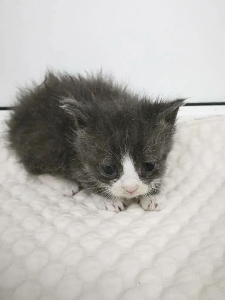 4 котёнка могут ослепнуть...