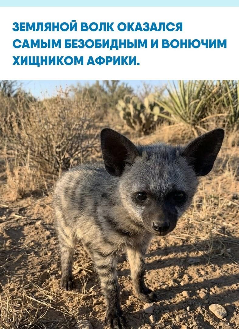 Этот малыш — детёныш земляного волка, и его грозное имя не имеет ничего общего с реальностью