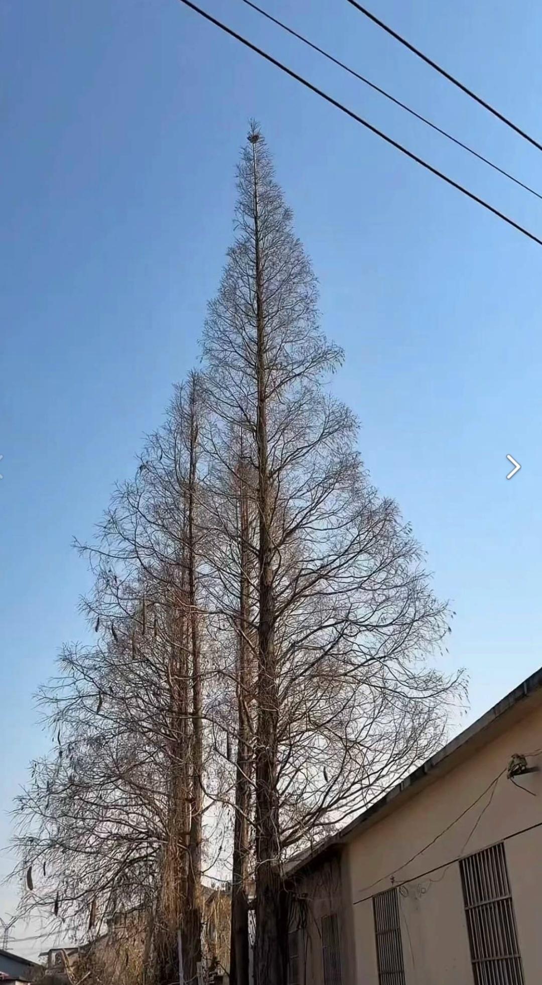 А я думал гнездо