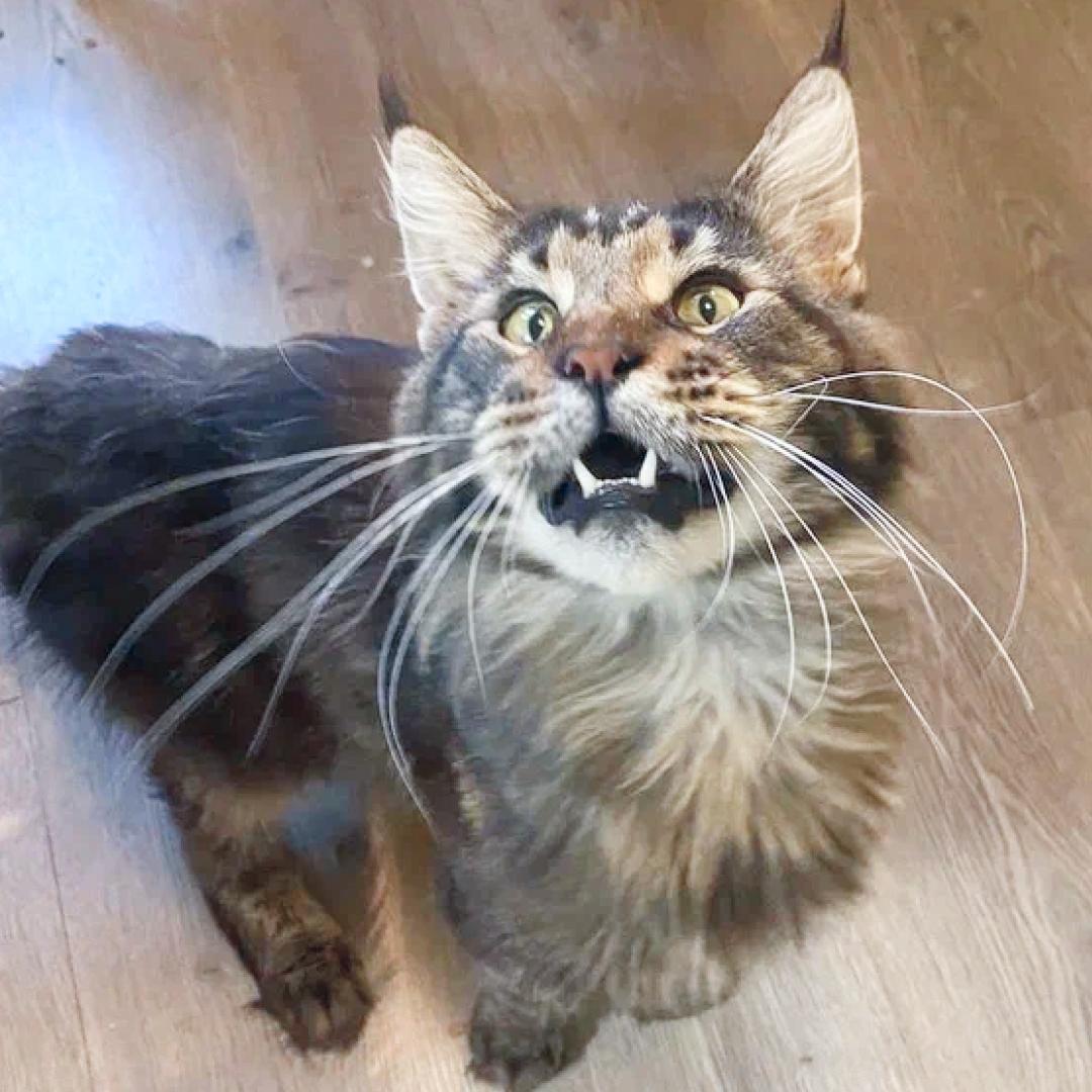 «Нам больше не надо» — с этими словами, котика сдали в приют... Хозяева просто не захотели лечить Мэни. Помогите закрыть расходы на лекарства и анализы!