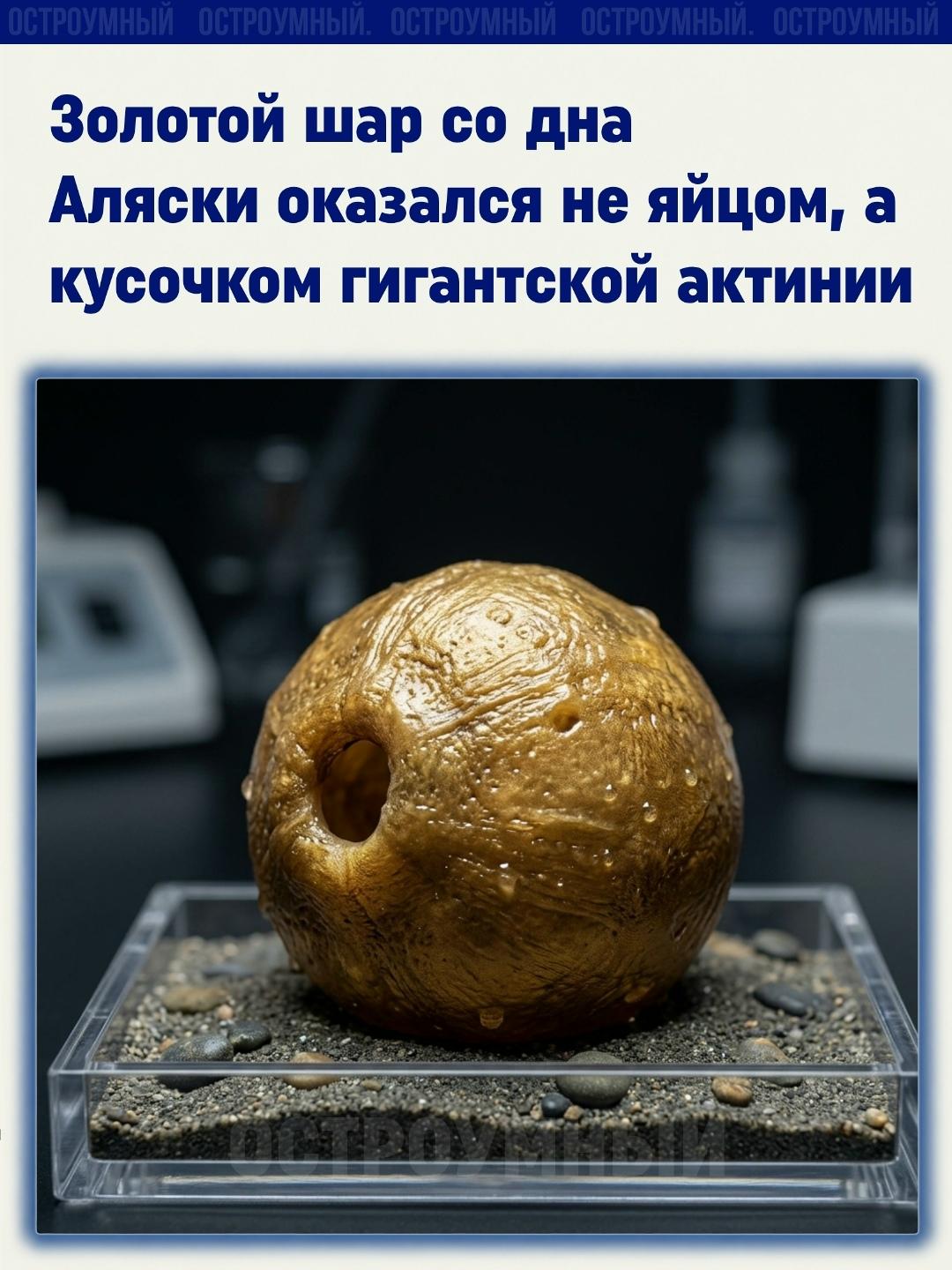 На дне у берегов Аляски нашли странный золотистый шар, и выглядел он так, будто океан решил подкинуть людям тизер нового фантастического фильма