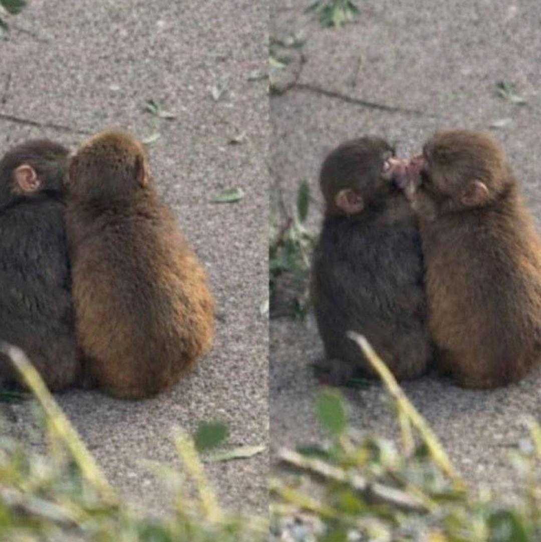 Обезьянка-сирота Панч нашёл подружку — она оказалась такого же цвета, что и его плюшевая игрушка, которая заменяла малышу маму.