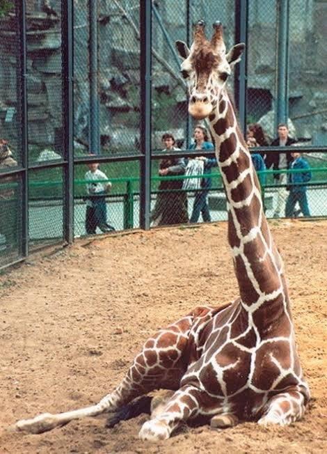 В Московском зоопарке скончался жираф по имени Самсон, ему было 30 лет &#128557;