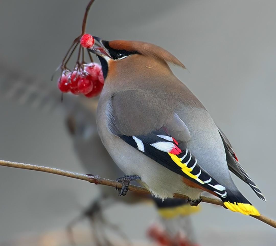 Компанию пьяных свиристелей сложили на скамейку у московского ЖК — очевидцы считают, что пернатые наелись забродивших ягод и отрубились.