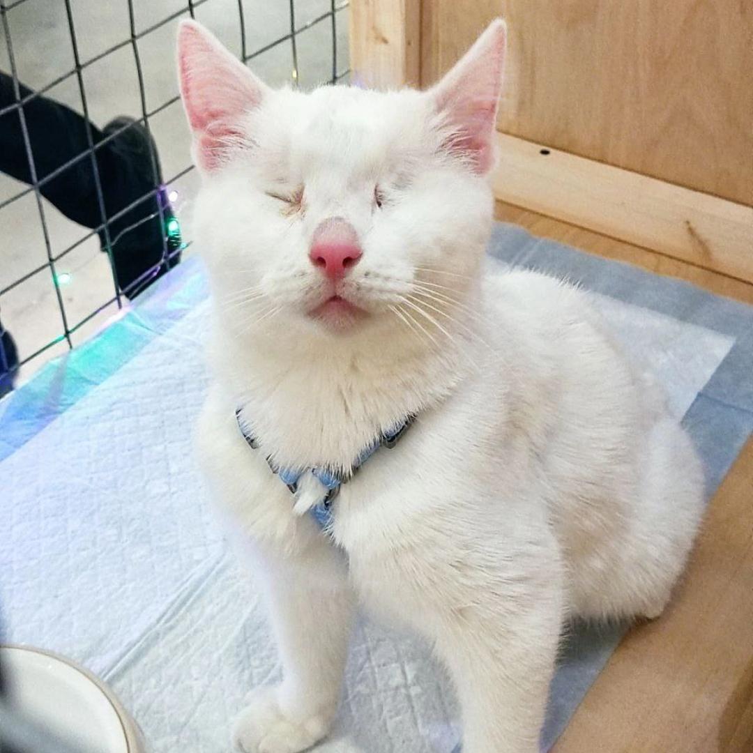 Они держатся, как держался Беляш