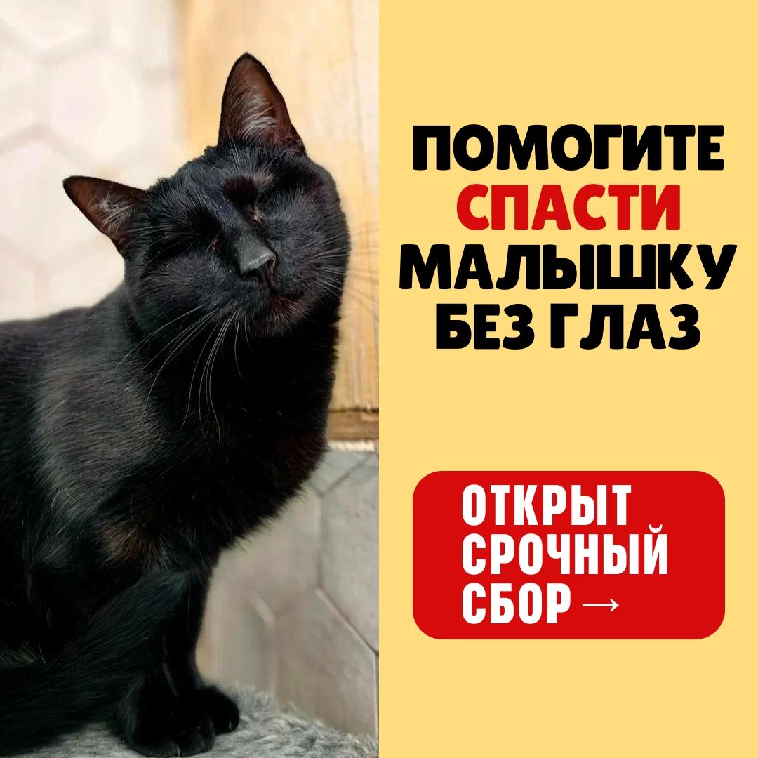 Инфекция уничтожила зрение и теперь может добраться до мозга. Помогите, срочный сбор на лечение!