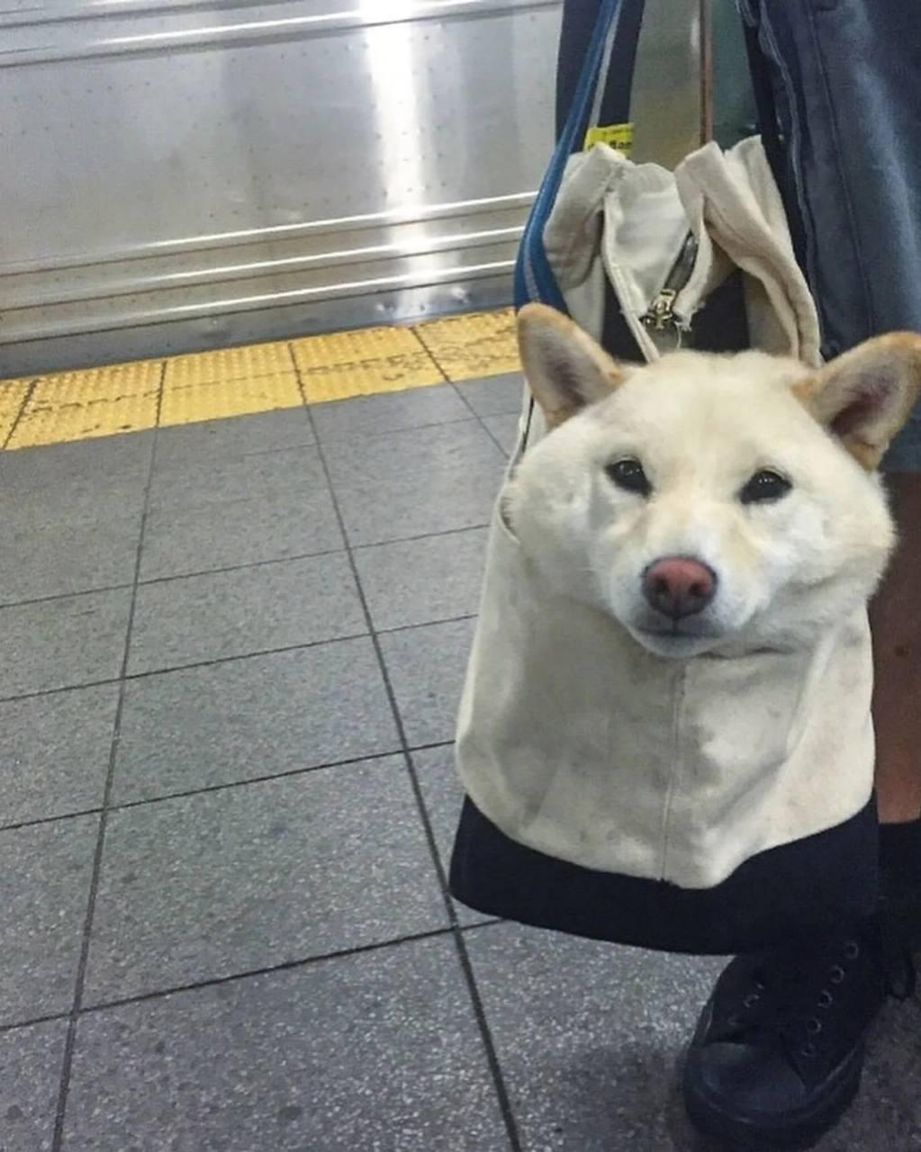 В Нью-Йоркском метро теперь нельзя перевозить домашних животных без специальных сумок-переносок