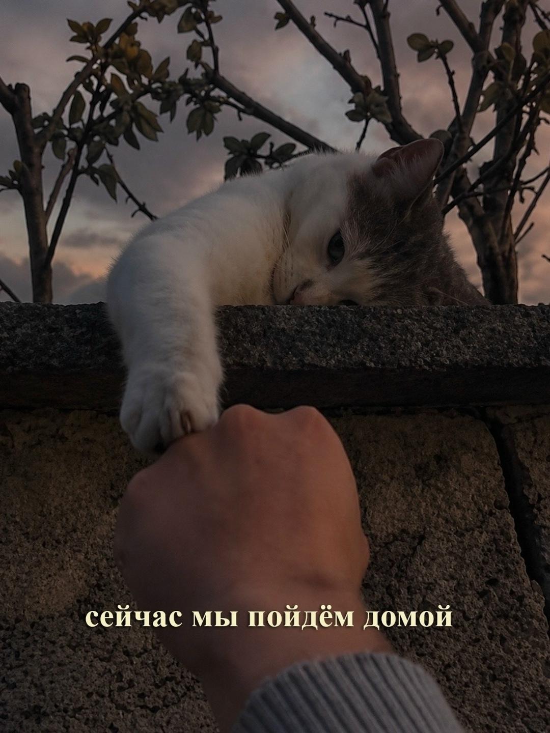 Когда заводишь нового питомца, невольно прокручиваешь в голове ближайшие десять, если повезёт, пятнадцать лет, которые вы разделите вместе