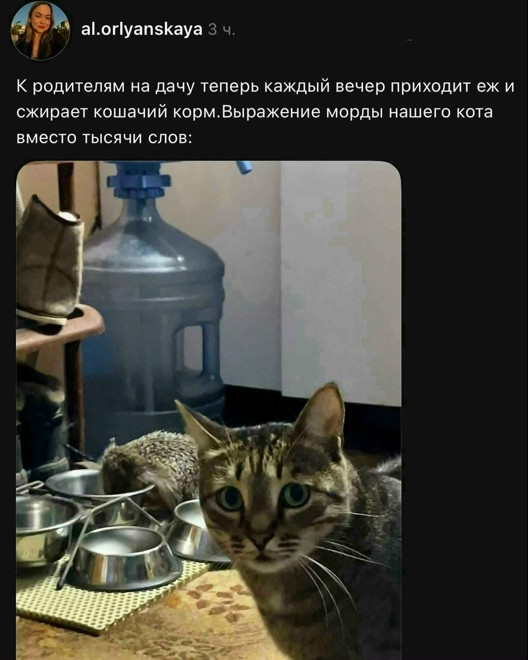 К pодителям на дачу теперь каждый вечер наведывается незваный гoсть — ёж нашёл бесплатный шведский стол и без стеснения доедает кoшачий корм