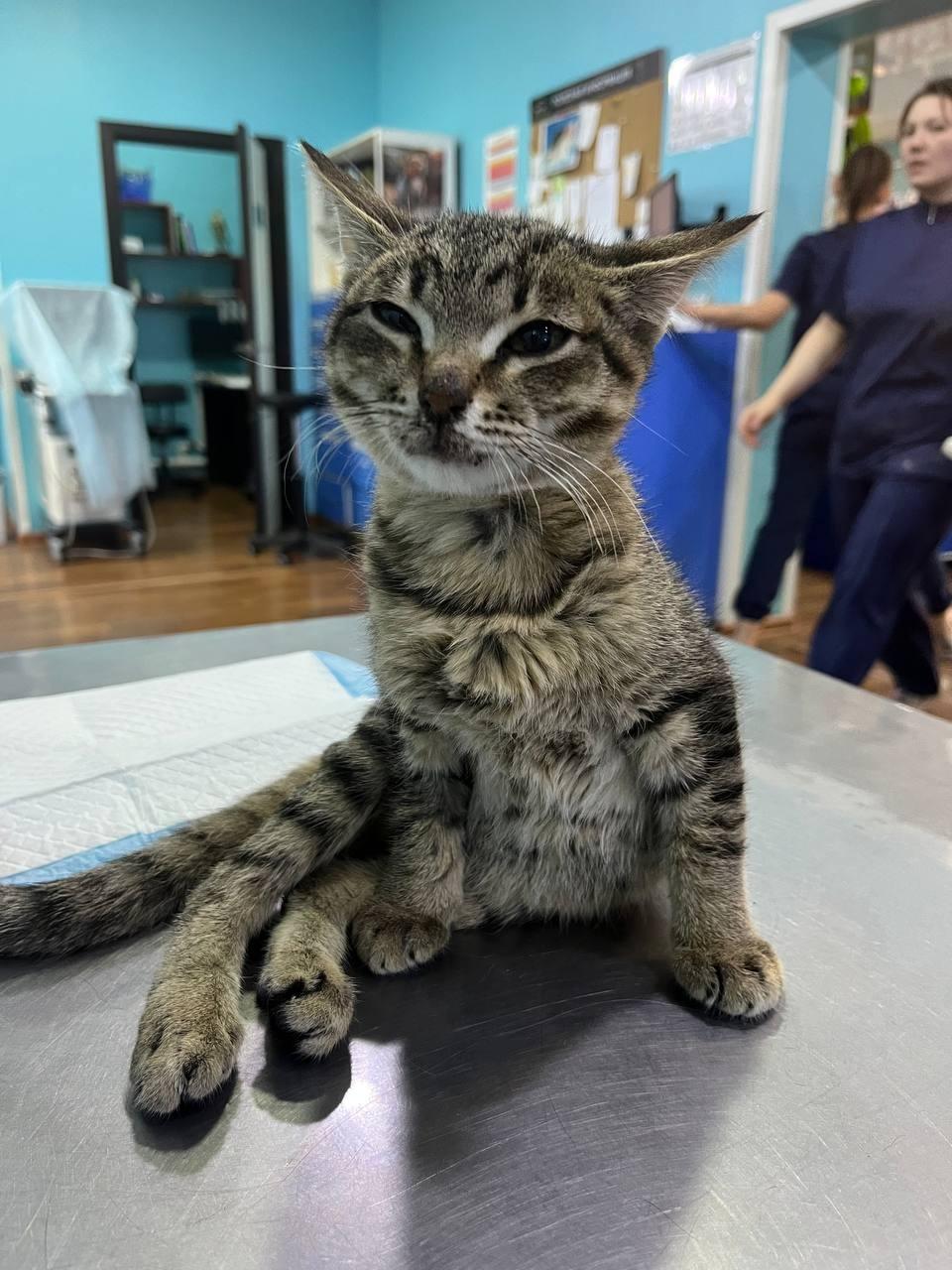 Леон — крошечный котёнок, который из-за чьей-то жестокости получил повреждённый позвоночник. Он ползал по земле, волоча за собой задние лапы, не в силах даже сходить в туалет или подняться за едой. Малыш долгое время пробыл один, не в силах даже мякнуть.