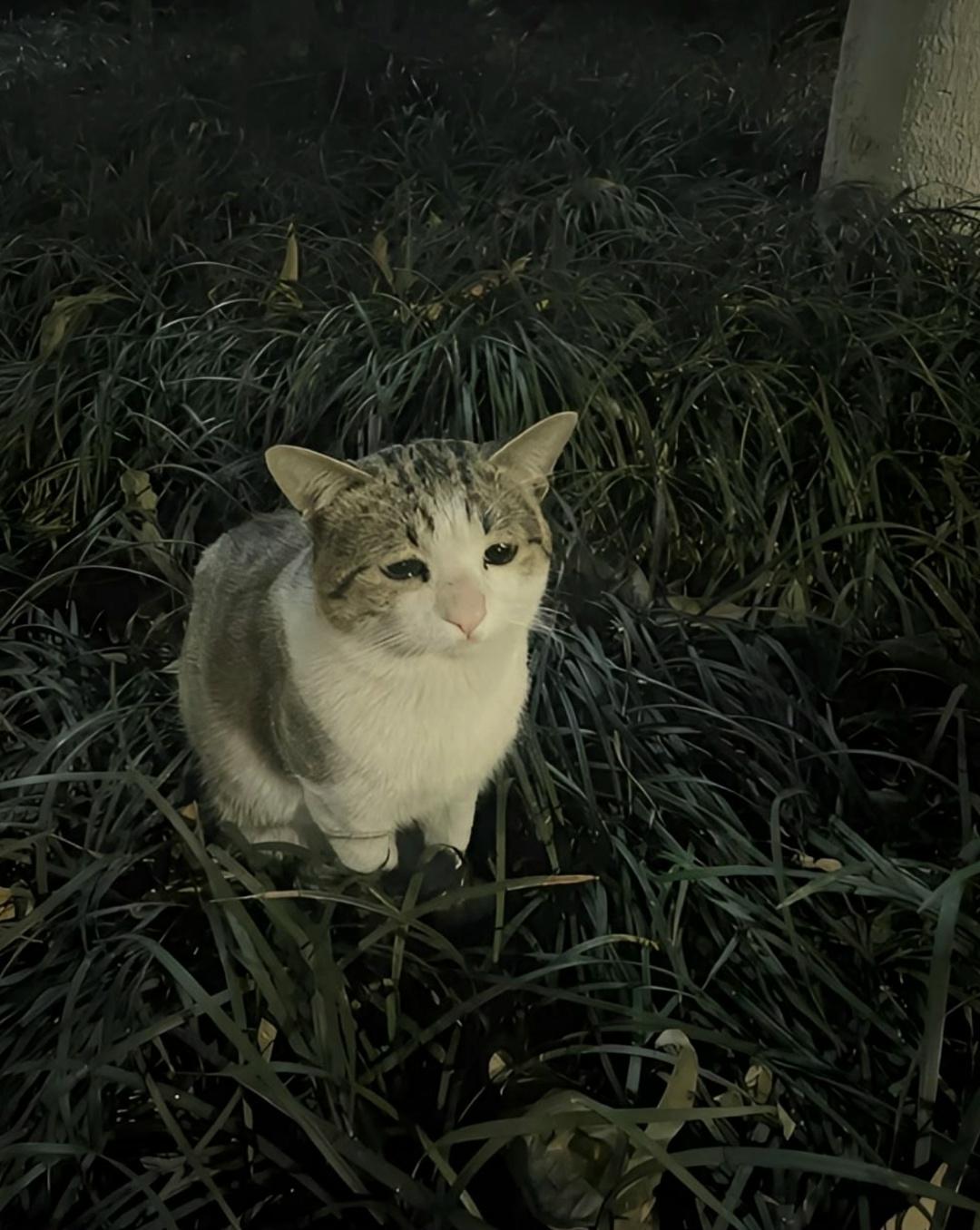 "Встретил в Стамбуле вот такую грустную мордашку"