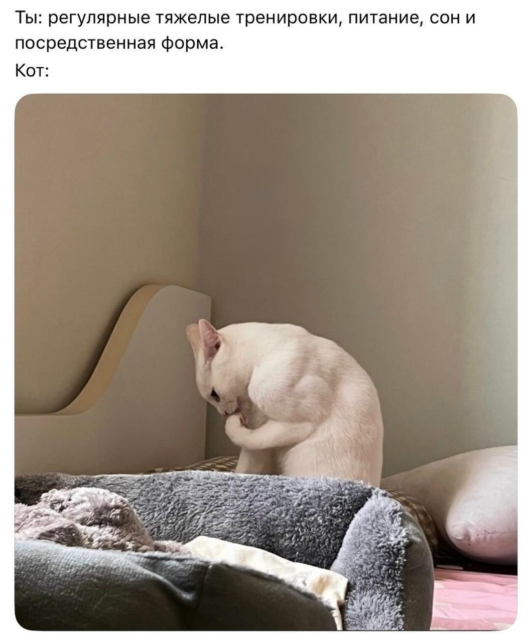 Пушистая груда мышц