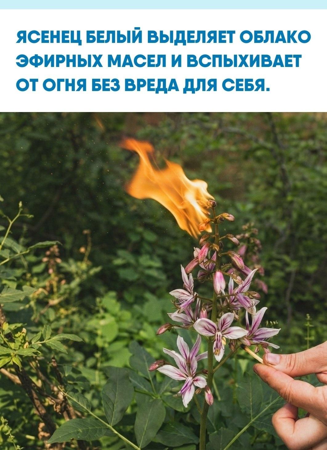 В жаркую и безветренную погоду растение окружает себя плотной завесой горючих терпеноидов с цитрусовым ароматом. Если поднести к цветкам зажженную спичку, скопившиеся эфирные масла моментально детонируют и создают кратковременную вспышку.