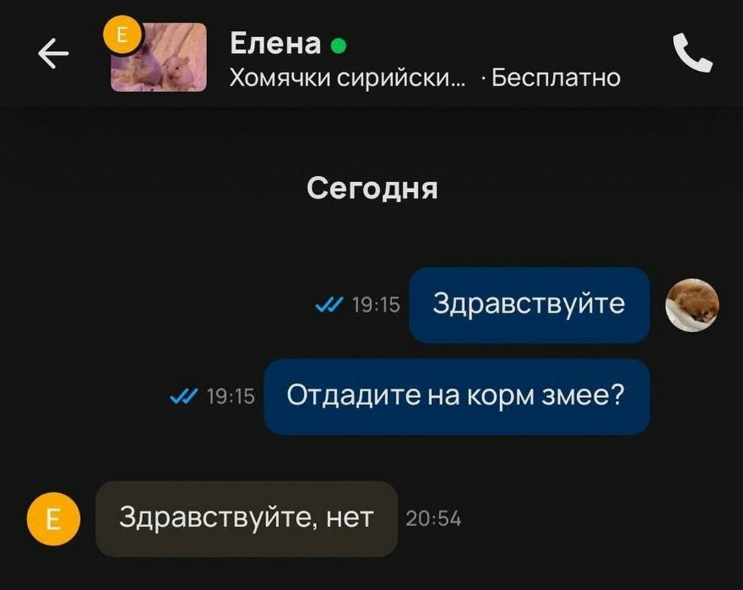 Хомяков заводят не только как домашних питомцев.