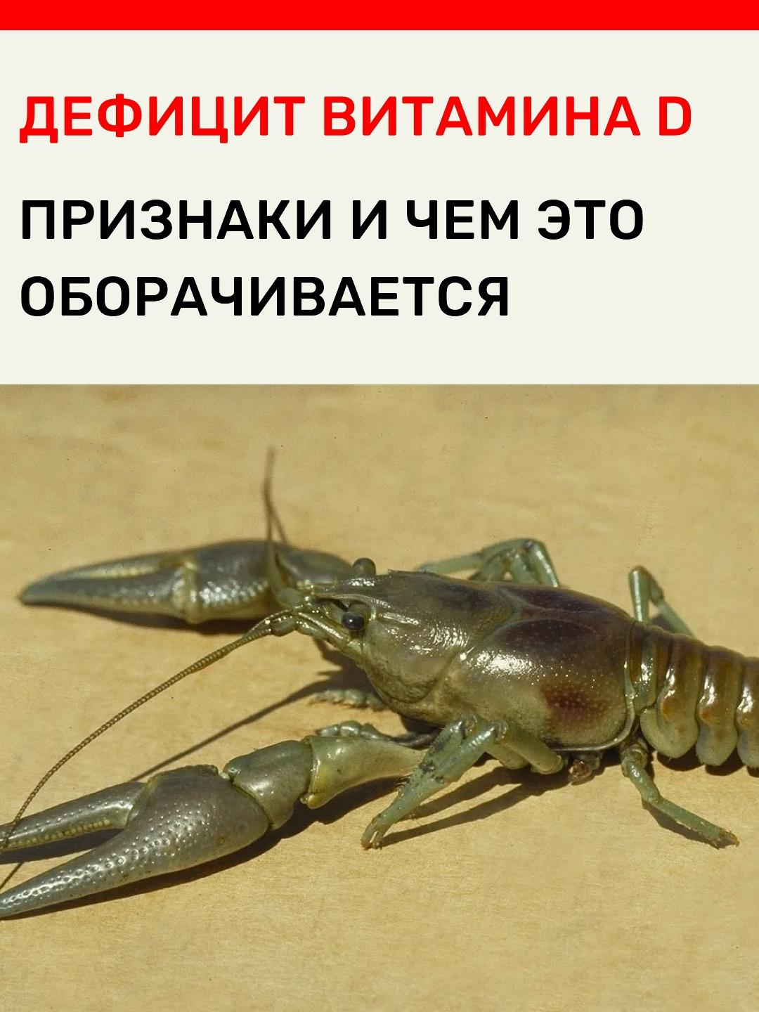 Посмотрите на фото и обратите внимание, что там находится рак. Потому что это одно из точных описаний , что может происходить внутри тела, когда уровень Витамина D падает. Организм начинает буквально «пятиться назад».