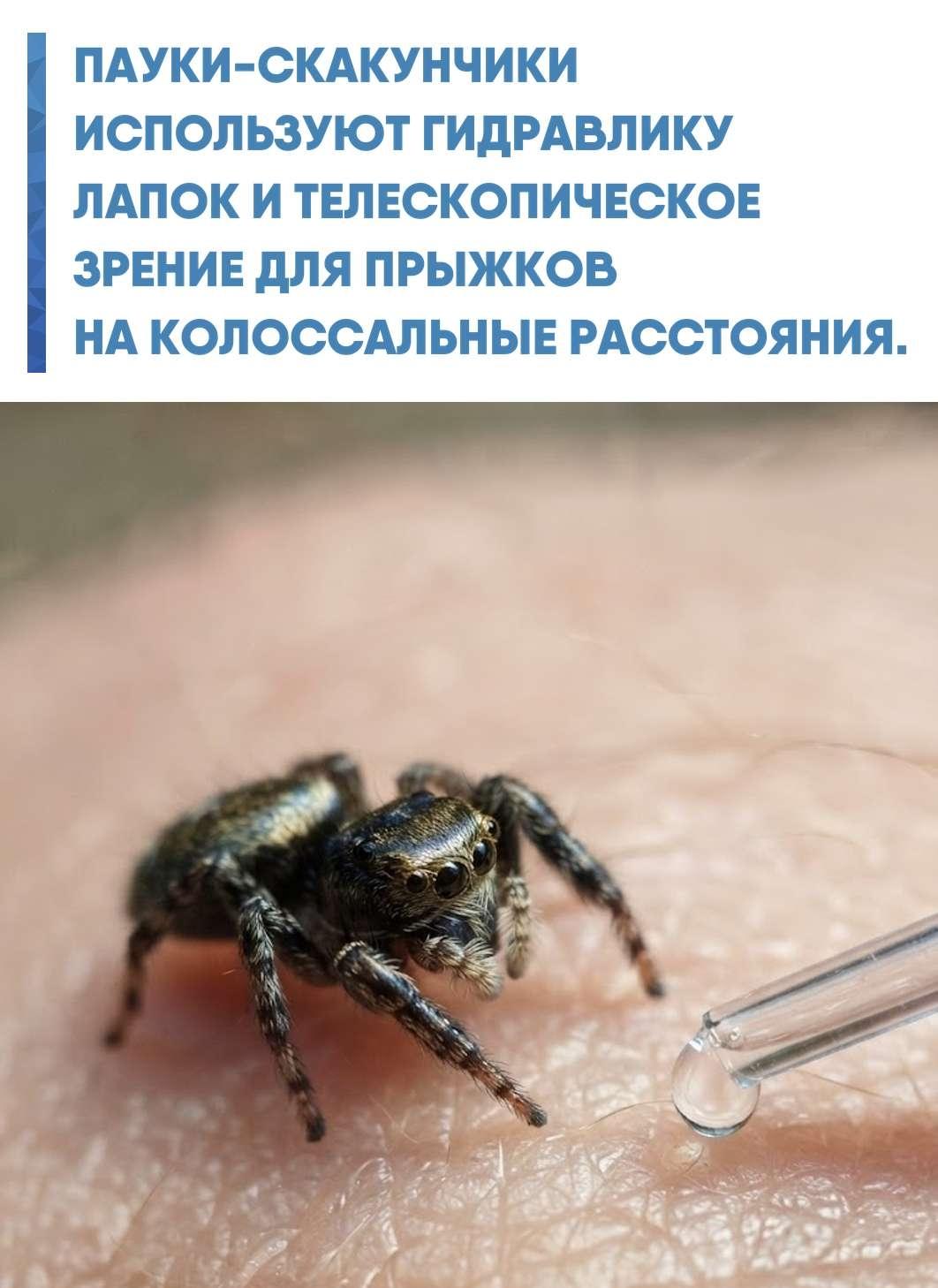 Семейство пауков-скакунчиков отказалось от плетения сетей в пользу активной дневной охоты благодаря уникальному строению тела