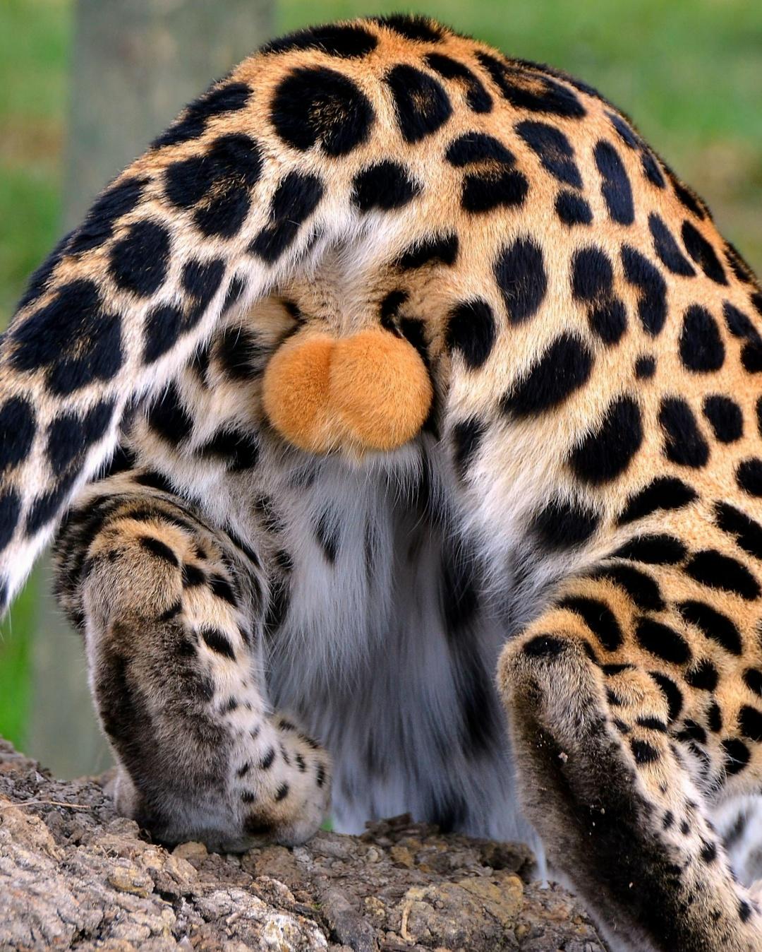 До невозможного прекрасные яйца яванского леопарда. Пусть это совершенство цвета и формы станет эдаким умиротворением в сегодняшний подпорченный для всех нас день.