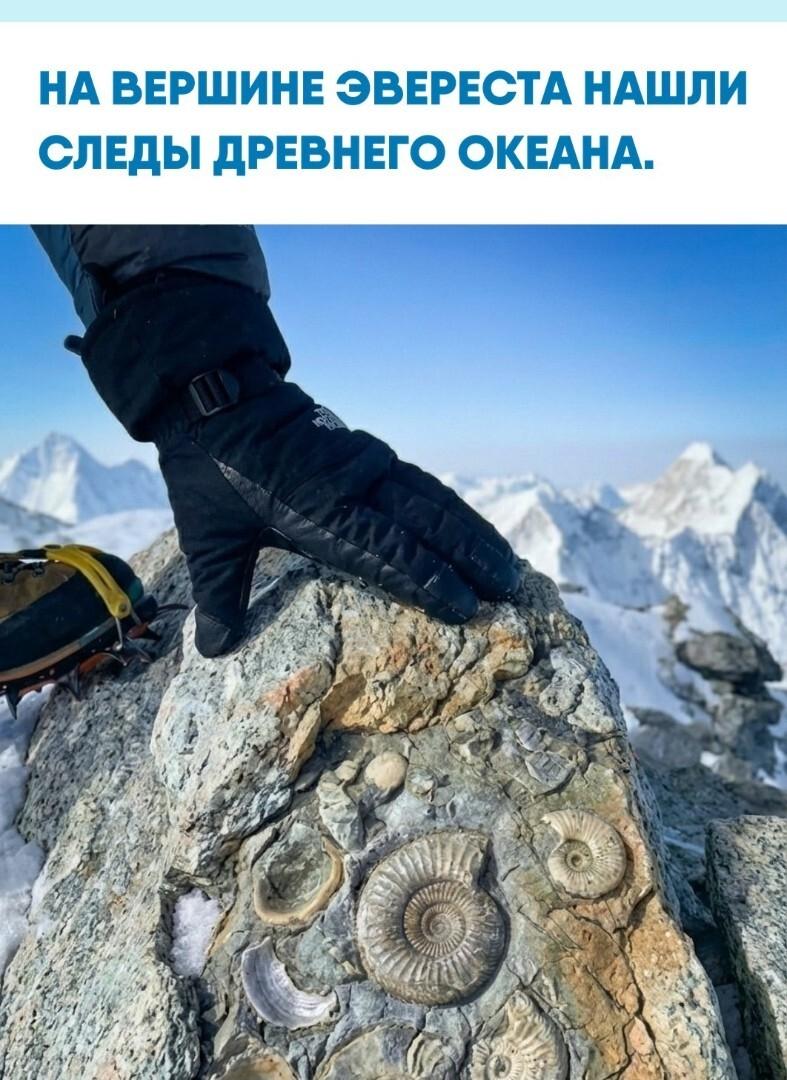 Учёные находят на Джомолунгме морские породы и окаменелости, в том числе известняк с останками раковин.