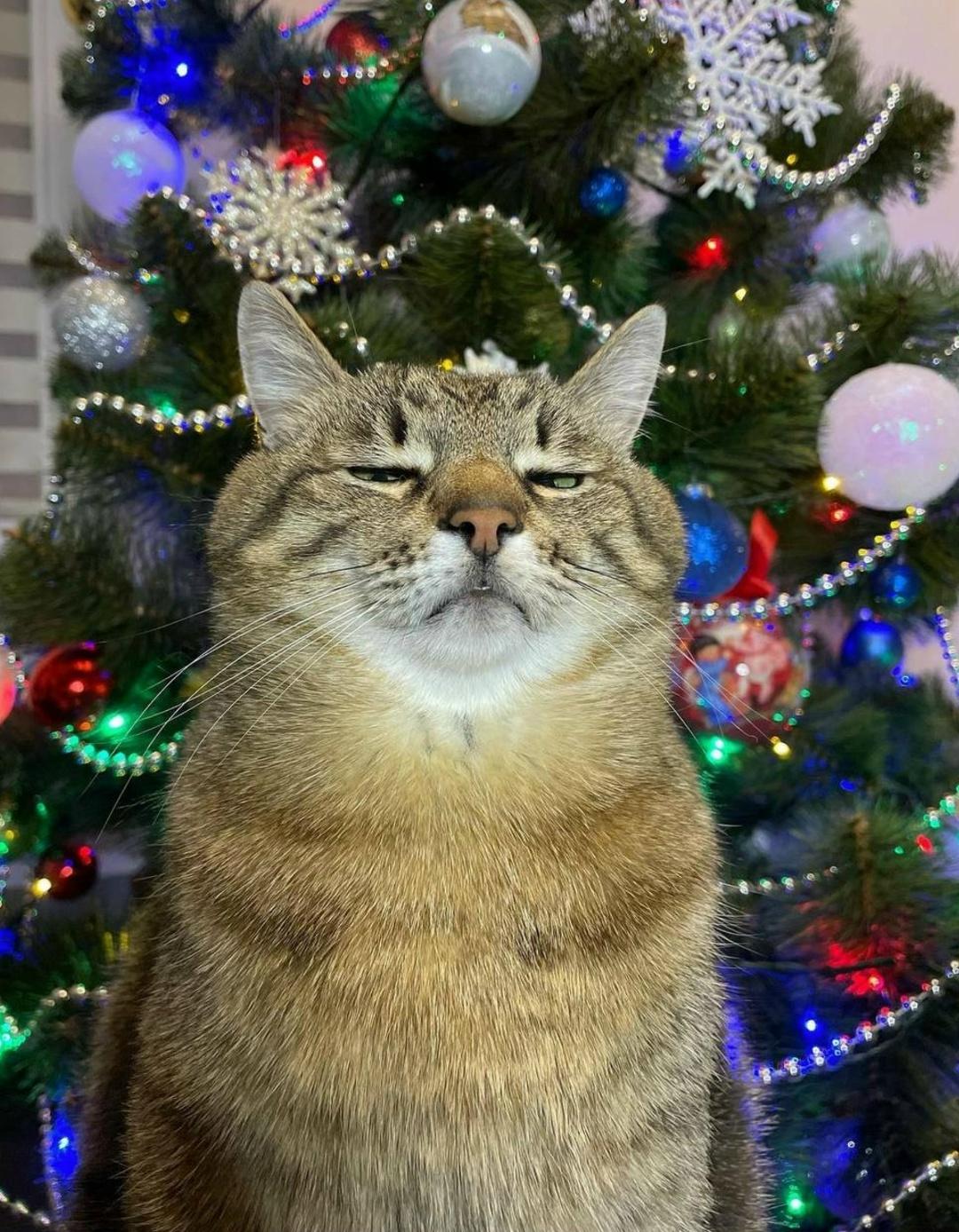 Мама заставляет меня сфотографироваться у ёлки, чтобы потом отправить моё фото всем родственникам вместо открытки: