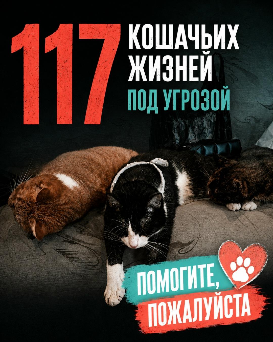 Друзья, благодаря вашей помощи нам удалось купить один вентиляционный бокс на 6 мест. Это стало огромной поддержкой: в нём мы размещаем больных и ослабленных кошек, которым нужны обследование, лечение и изоляция.