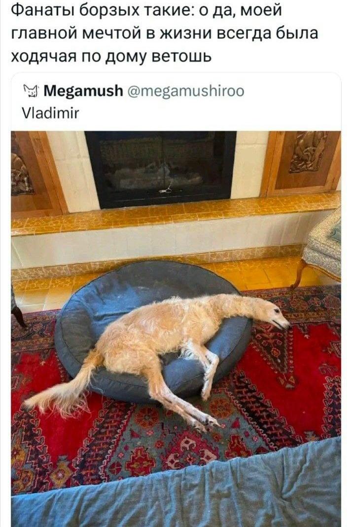 Они выглядят как большая креветка