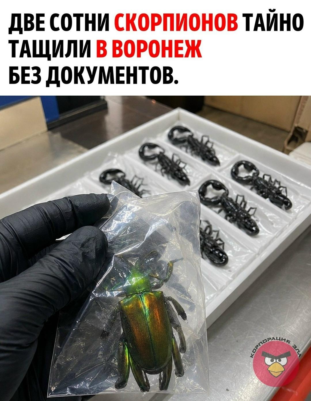 Московские таможенники вскрыли посылку из Таиланда и нашли внутри настоящий ползучий зоопарк: почти 200 чёрных лесных скорпионов с массивными клешнями и редких жуков-листоедов