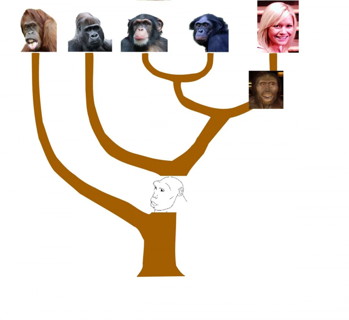 Ученые объяснили, почему на Земле все еще есть обезьяны, раз эволюция продолжается