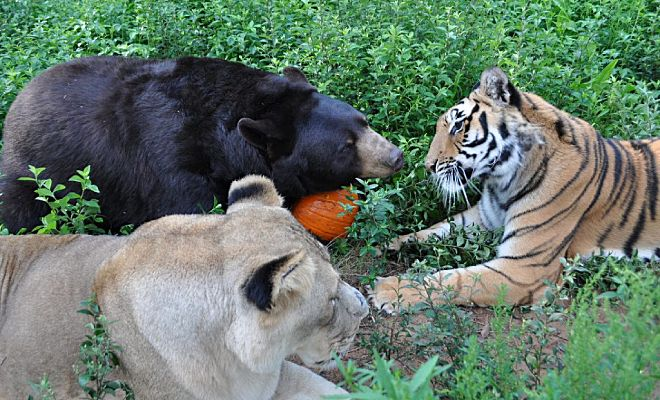 Люди защитили от охотников льва, медведя и тигра. Прошло 15 лет, но они все еще вместе и считают себя семьей